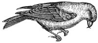 crossbill_3_lg.gif