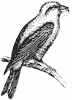 crossbill_4_th.gif