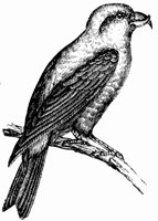 crossbill_4_lg.gif