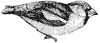 grosbeak_2_th.gif