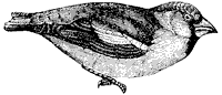 grosbeak_2_sm.gif