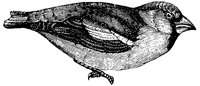 grosbeak_2_lg.gif