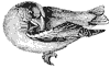 grosbeak_3_th.gif