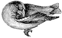 grosbeak_3_sm.gif