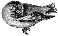 grosbeak_3_lg.gif