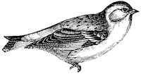 finch_1_sm.gif