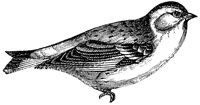 finch_1_lg.gif