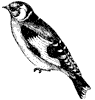 goldfinch_1_th.gif