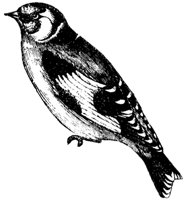 goldfinch_1_md.gif