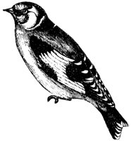 goldfinch_1_lg.gif