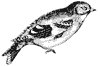 goldfinch_2_th.gif