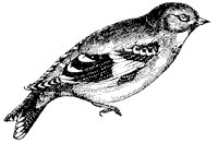 goldfinch_2_sm.gif