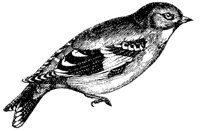 goldfinch_2_md.gif