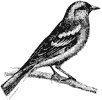 finch_4_th.gif