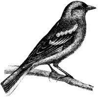 finch_4_md.gif