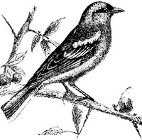 finch_5_sm.gif