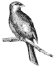 canary_1_th.gif
