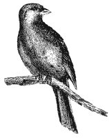 canary_1_sm.gif