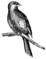 canary_1_md.gif