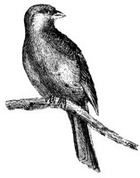 canary_1_lg.gif