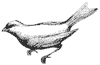 canary_2_th.gif