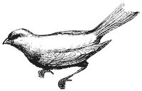canary_2_sm.gif