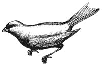 canary_2_lg.gif