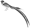 whidah-finch_1_th.gif