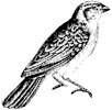 whidah-finch_2_th.gif