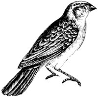 whidah-finch_2_sm.gif