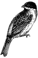 reed-bunting_1_sm.gif