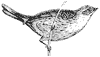 cirl-bunting_1_th.gif