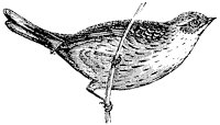 cirl-bunting_1_sm.gif