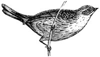 cirl-bunting_1_md.gif