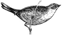 cirl-bunting_1_lg.gif