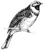 cirl-bunting_2_th.gif
