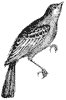 ortolan-bunting_2_th.gif