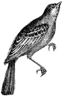 ortolan-bunting_2_md.gif