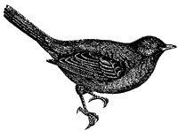 blackbird_1_sm.gif