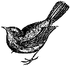 blackbird_2_th.gif