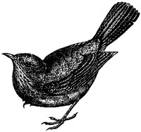 blackbird_2_sm.gif