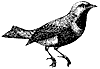 cotinga_1_th.gif