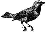 cotinga_1_sm.gif
