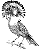 king-flycatcher_1_th.gif