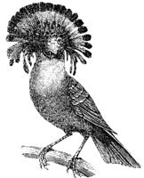 king-flycatcher_1_lg.gif