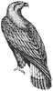 golden-eagle_1_th.gif
