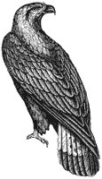 golden-eagle_1_sm.gif