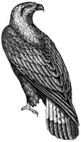 golden-eagle_1_lg.gif