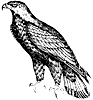 golden-eagle_2_th.gif