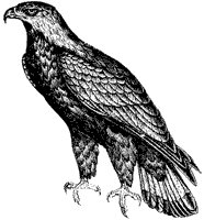 golden-eagle_2_sm.gif